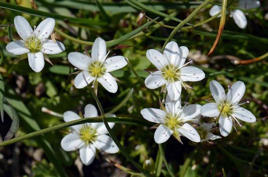 Minuartia recurva